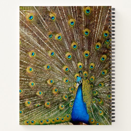 Peacock Tail Feathers Notitieboek (Achterkant)