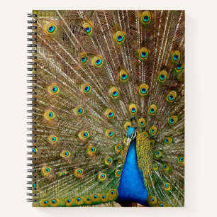 Peacock Tail Feathers Notitieboek
