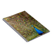 Peacock Tail Feathers Notitieboek (Rechterzijde)