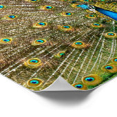 Peacock Tail Feathers Poster (Hoek)