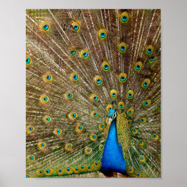 Peacock Tail Feathers Poster