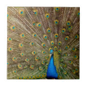 Peacock Tail Feathers Tegeltje (Voorkant)