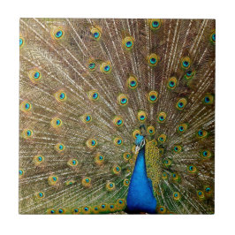 Peacock Tail Feathers Tegeltje