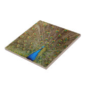 Peacock Tail Feathers Tegeltje (Zijkant)