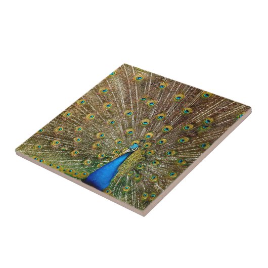 Peacock Tail Feathers Tegeltje (Zijkant)
