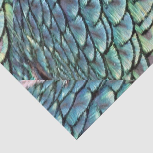 Peacock Tail Feathers Tissuepapier (Detail)
