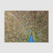 Peacock Tail Feathers Tissuepapier (Voorkant)