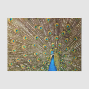 Peacock Tail Feathers Tissuepapier