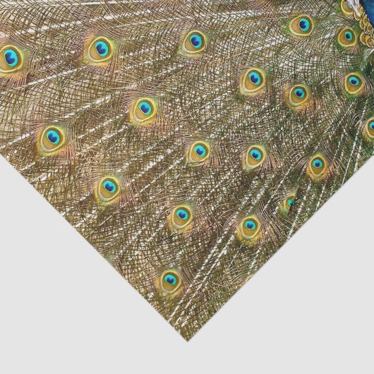 Peacock Tail Feathers Tissuepapier (Detail)