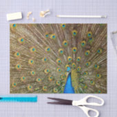 Peacock Tail Feathers Tissuepapier (Craft)