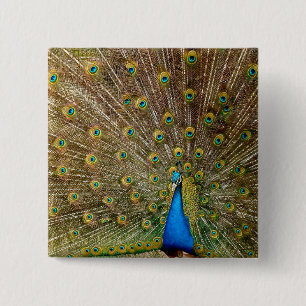 Peacock Tail Feathers Vierkante Button 5,1 Cm