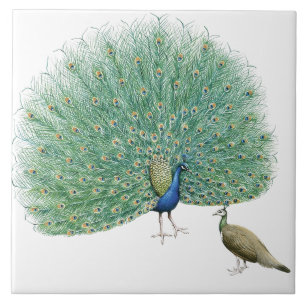  Peacock Tegeltje