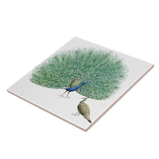  Peacock Tegeltje (Zijkant)