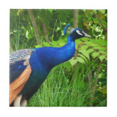 Peacock Tegeltje (Voorkant)