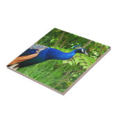 Peacock Tegeltje (Zijkant)