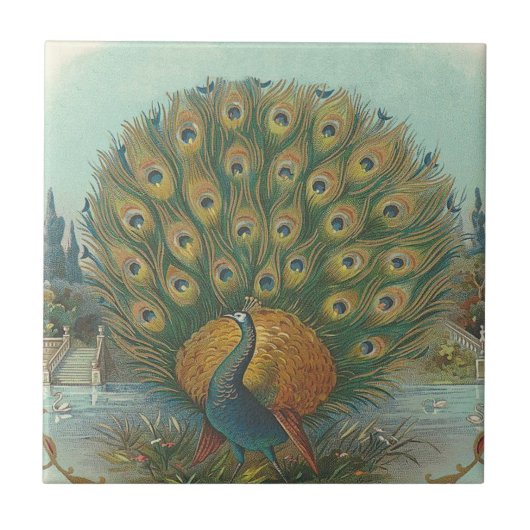 Peacock Tegeltje (Voorkant)