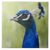 Peacock Tegeltje (Voorkant)