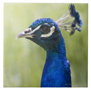 Peacock Tegeltje