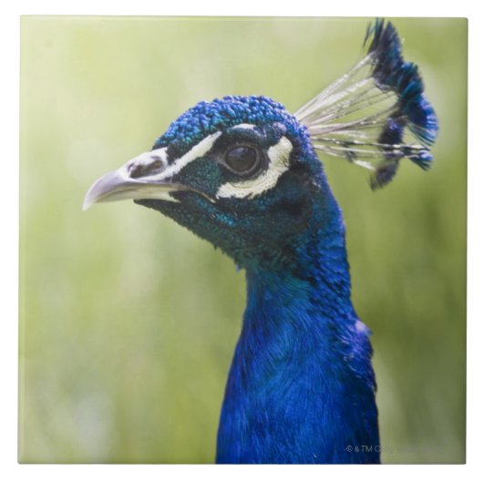 Peacock Tegeltje (Voorkant)