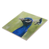 Peacock Tegeltje (Zijkant)