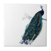 Peacock Tegeltje (Voorkant)