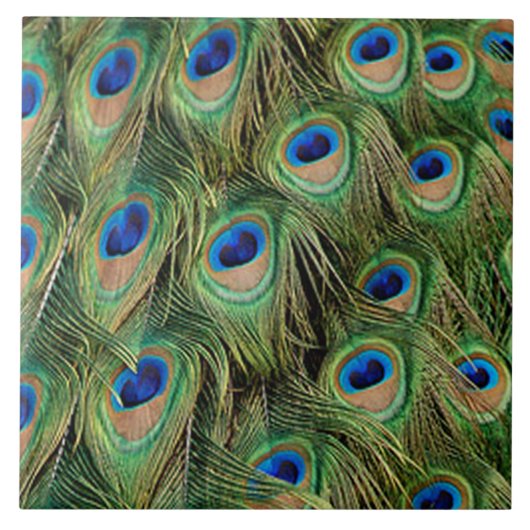 Peacock Tile Tegeltje (Voorkant)