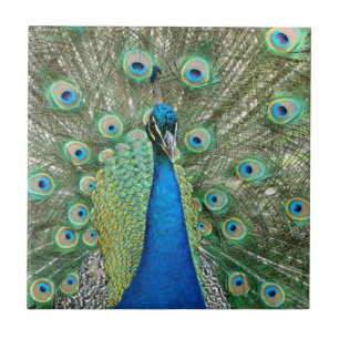 Peacock Tile Tegeltje