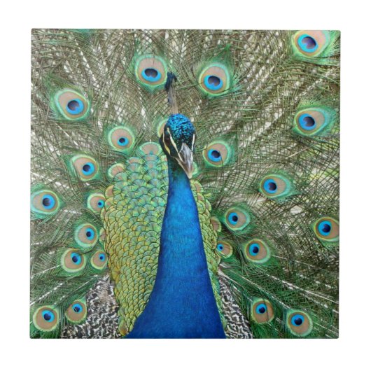 Peacock Tile Tegeltje (Voorkant)
