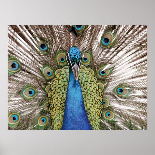 Peacock toont bezoekers poster (Voorkant)