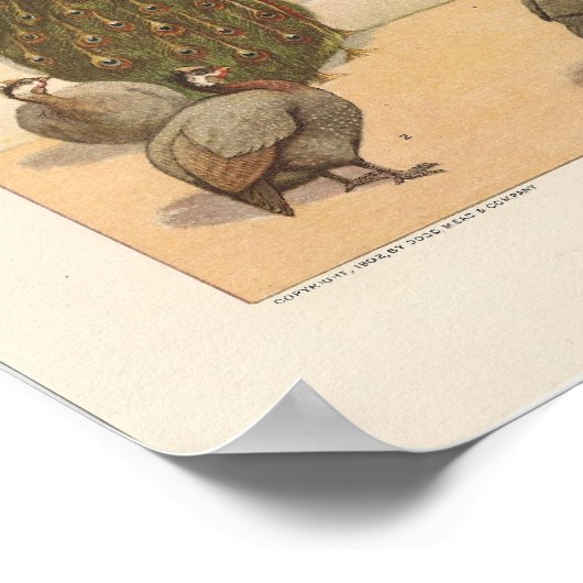 Peacock, Turkije, ang Guinee-Fowl Poster (Hoek)