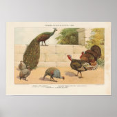 Peacock, Turkije, ang Guinee-Fowl Poster (Voorkant)