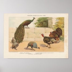 Peacock, Turkije, ang Guinee-Fowl Poster