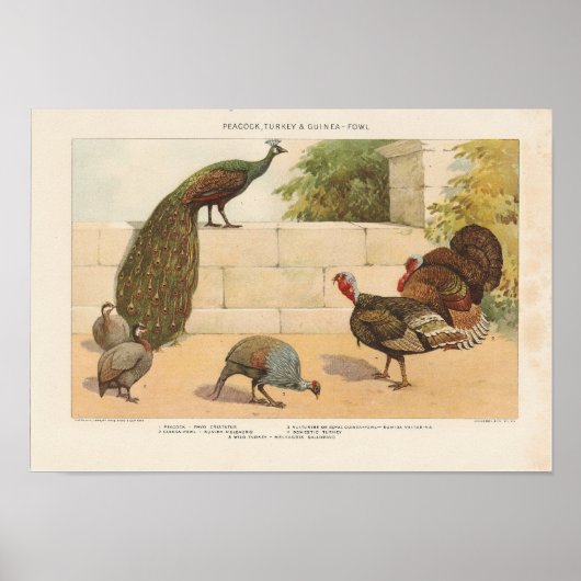 Peacock, Turkije, ang Guinee-Fowl Poster (Voorkant)