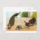 Peacock, Turkije, Guinee-Bissau Briefkaart (Voorkant / Achterkant)