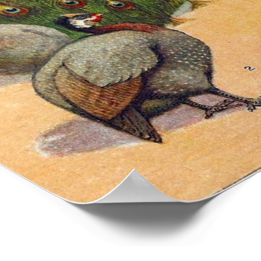 Peacock, Turkije, Guinee Poster (Hoek)