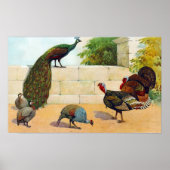 Peacock, Turkije, Guinee Poster (Voorkant)
