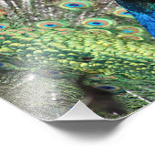 Peacock van vele kleuren foto afdruk (Hoek)