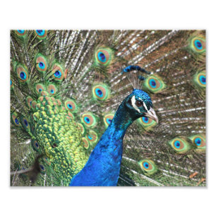 Peacock van vele kleuren foto afdruk