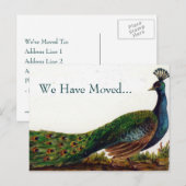  Peacock verandering van adres Briefkaarten (Voorkant / Achterkant)