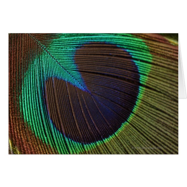 Peacock veren 3 (Voorkant Horizontaal)