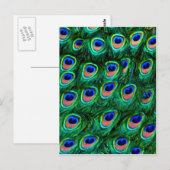 Peacock veren_ briefkaart (Voorkant / Achterkant)