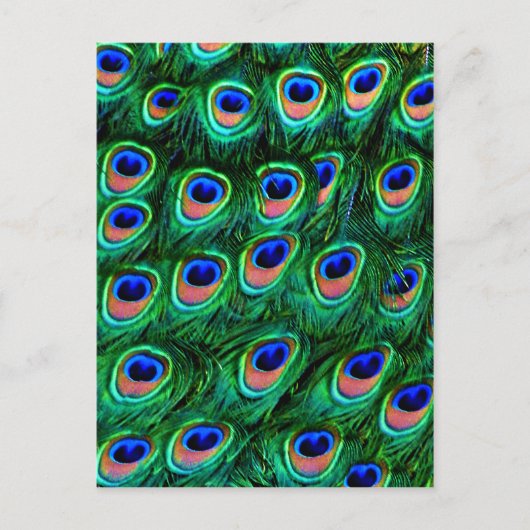 Peacock veren_ briefkaart (Voorkant)