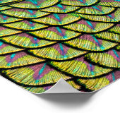 Peacock-veren in een kleurrijk decopatroon poster (Hoek)