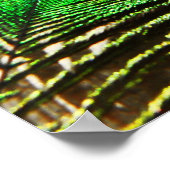 Peacock-veren op Poster (Hoek)