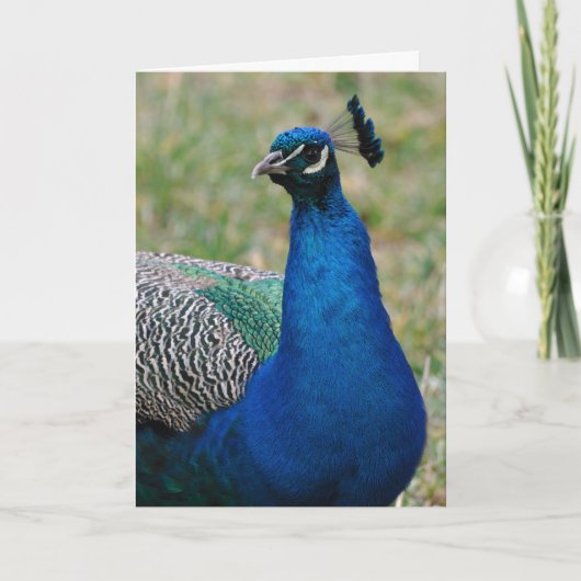 Peacock verjaardagskaart kaart (Voorkant)