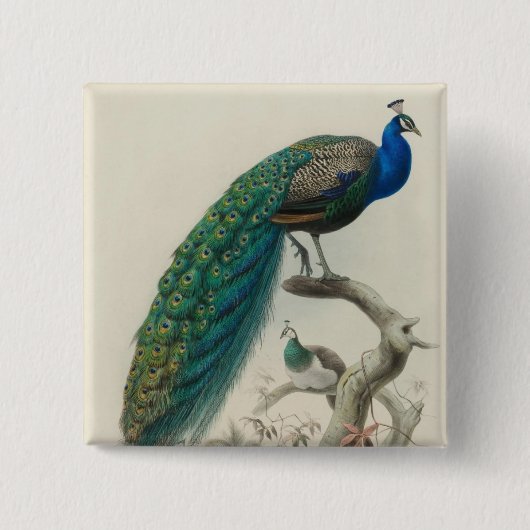 Peacock Vierkante Button 5,1 Cm (Voorkant)
