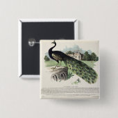 Peacock Vierkante Button 5,1 Cm (Voorkant /achterkant)