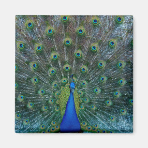 Peacock, vierkante magneet