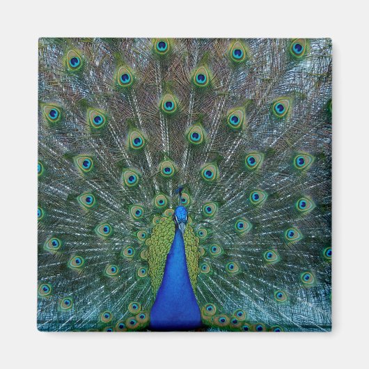 Peacock, vierkante magneet (Voorkant)