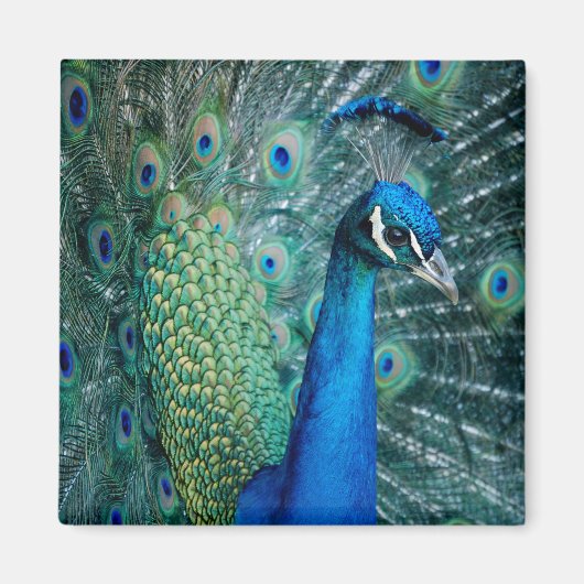 Peacock, vierkante magneet (Voorkant)